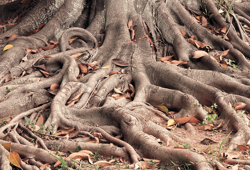 Nur ein Baum mit starken kräftigen Wurzeln kann auch dem stärksten Sturm standhalten.